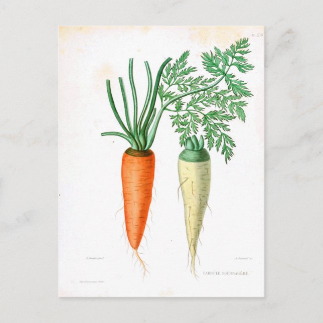 Postal Impresión botánica de vintage Carrots (Anverso)