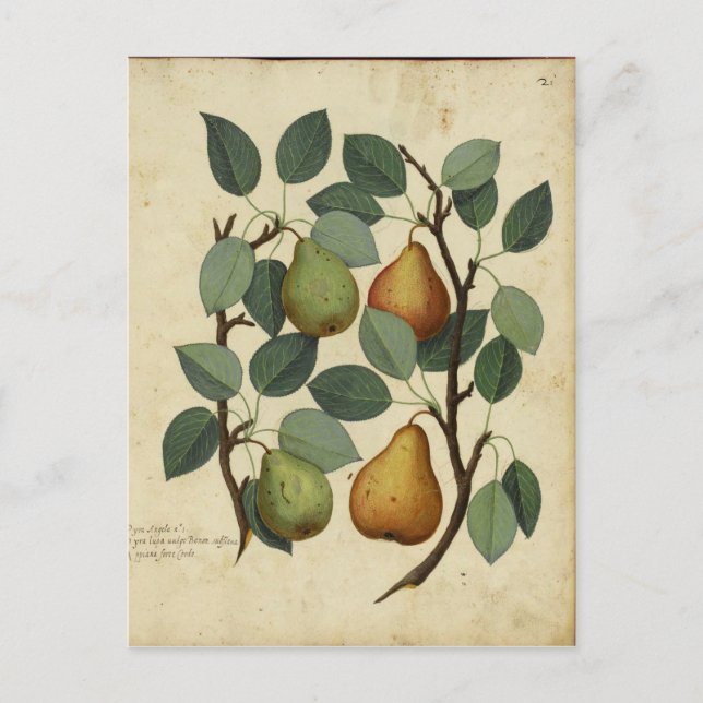 Postal Impresión botánica de vintage Fruit Pear (Anverso)