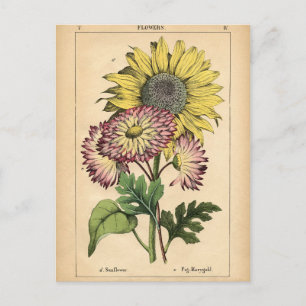 Postal Impresión botánica - Girasol y Marigold