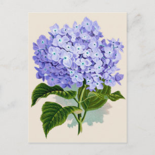 Postal Impresión botánica - Hydrangea
