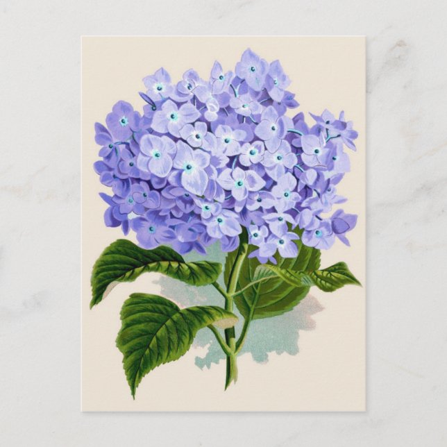 Postal Impresión botánica - Hydrangea (Anverso)