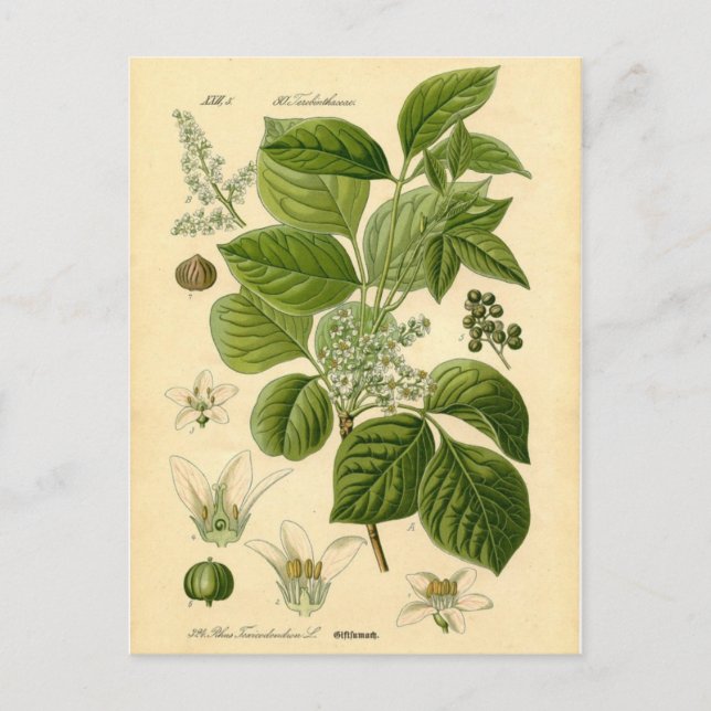 Postal Impresión botánica - Ivy venenosa (Toxicodendrón) (Anverso)
