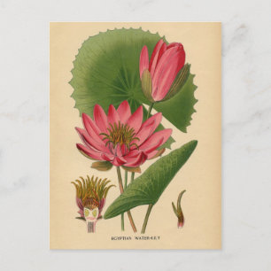 Postal Impresión botánica - Lirio de agua egipcio