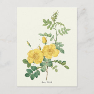 Postal Impresión botánica rosa amarillo vintage