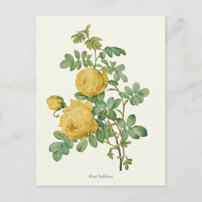 Postal Impresión botánica rosa amarillo vintage (Anverso)