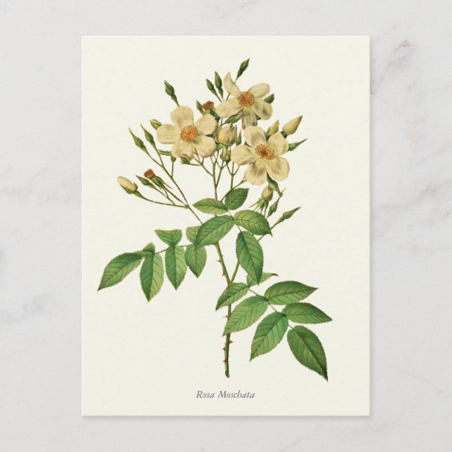 Postal Impresión botánica rosa blanca y amarilla (Anverso)