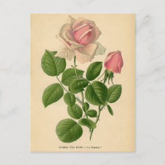 Postal Impresión botánica - Rosa de té