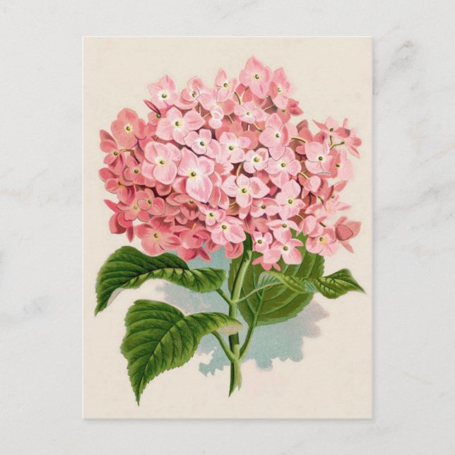 Postal Impresión botánica rosa Hydrangea (Anverso)