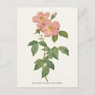 Postal Impresión botánica rosa rosa rosa vintage
