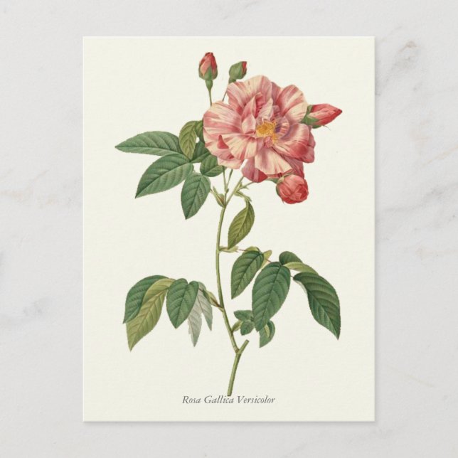 Postal Impresión botánica rosa rosa rosa vintage (Anverso)