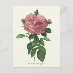 Postal Impresión botánica rosa rosa rosa vintage