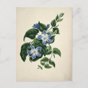 Postal Impresión botánica vintage