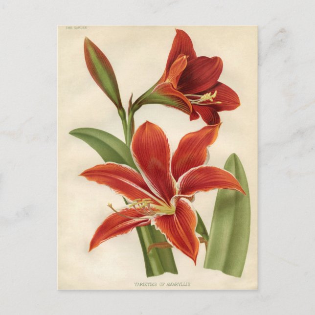 Postal Impresión botánica vintage - Amaryllis (Anverso)