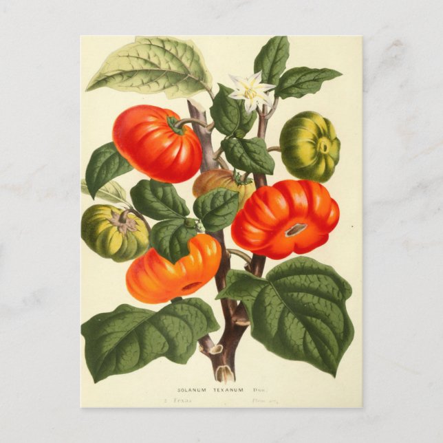 Postal Impresión botánica vintage de tomate (Anverso)