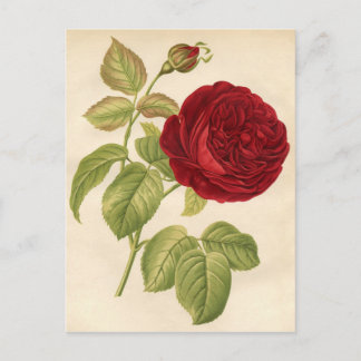 Postal Impresión botánica vintage - Rosa roja