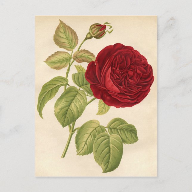 Postal Impresión botánica vintage - Rosa roja (Anverso)