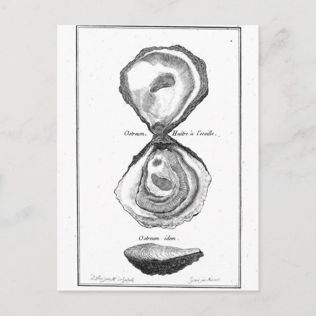 Postal Impresión de animales de ostión de cosecha de vint (Anverso)