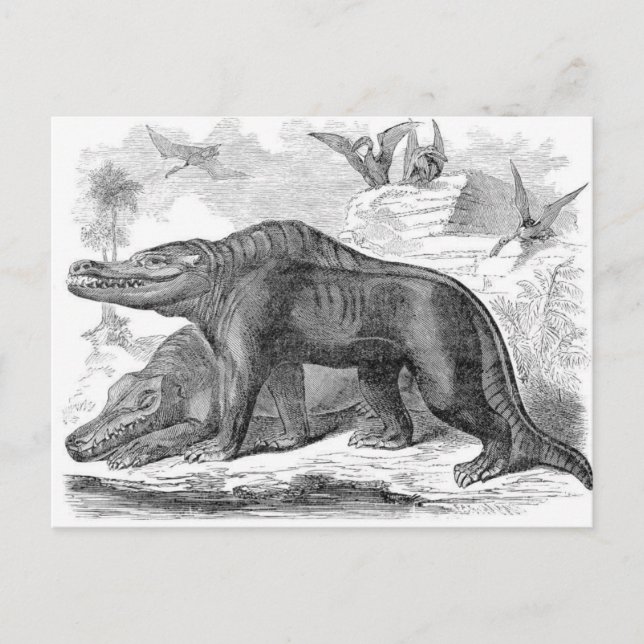 Postal Impresión de antigüedades Megalosaurus (Anverso)