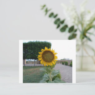 Postal Impresión de arte de girasol