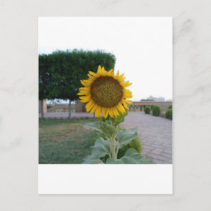 Postal Impresión de arte de girasol