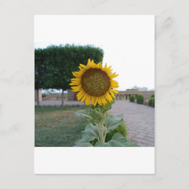 Postal Impresión de arte de girasol (Anverso)
