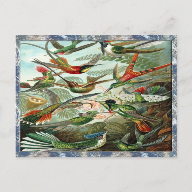 Postal Impresión de arte Ernst Haeckel: Trochilidae (Anverso)