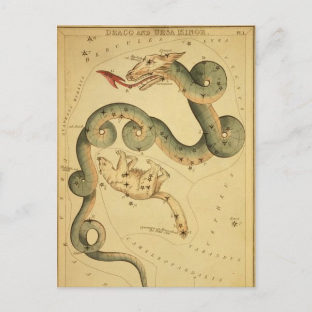 Postal Impresión de astronomía de época Draco & Ursa Meno (Anverso)