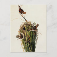 Impresión de ave de Carricero de Audubon
