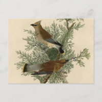 Impresión de ave de John James Audubon Cedar Waxwi