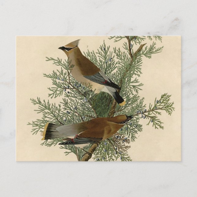 Postal Impresión de ave de John James Audubon Cedar Waxwi (Anverso)