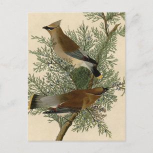 Postal Impresión de ave de John James Audubon Cedar Waxwi