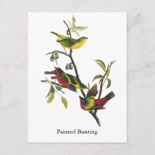 Postal Impresión de Bunting en pintura de John Audubon