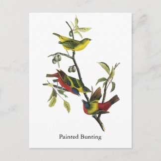 Postal Impresión de Bunting en pintura de John Audubon