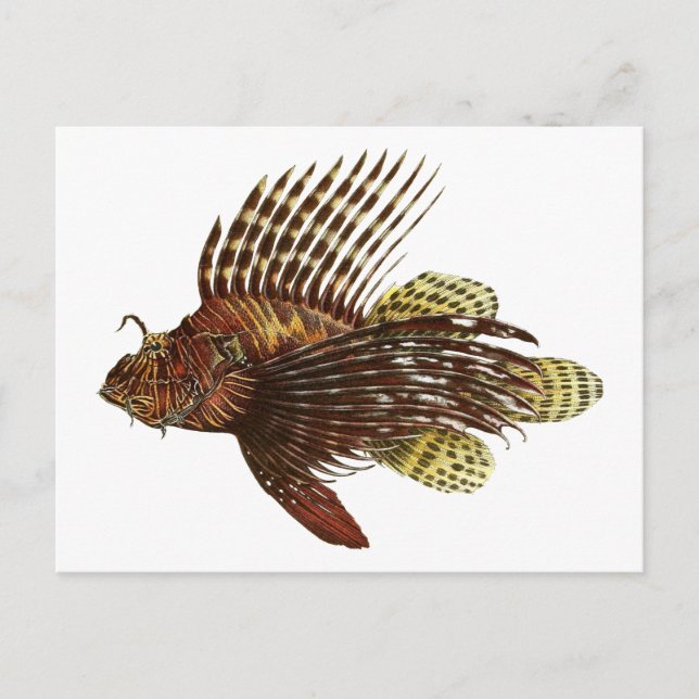 Postal Impresión de cosecha de leonfish rojo (Anverso)