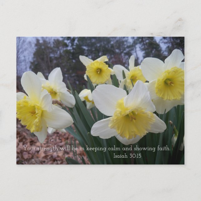 Postal Impresión de daffodil con Isaiah 30:15 (Anverso)