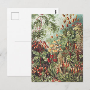 Postal Impresión de la naturaleza de musgo de Ernst Haeck