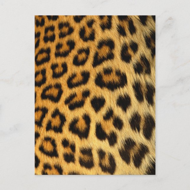 Postal Impresión de leopardo (Anverso)