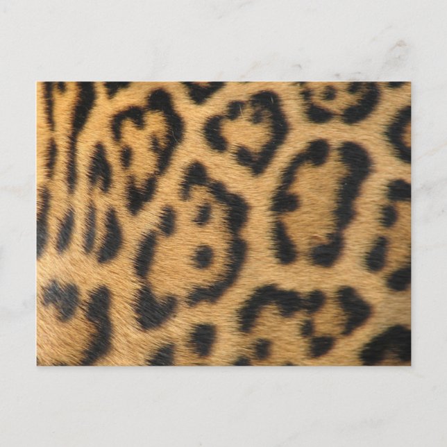 Postal Impresión de leopardo (Anverso)