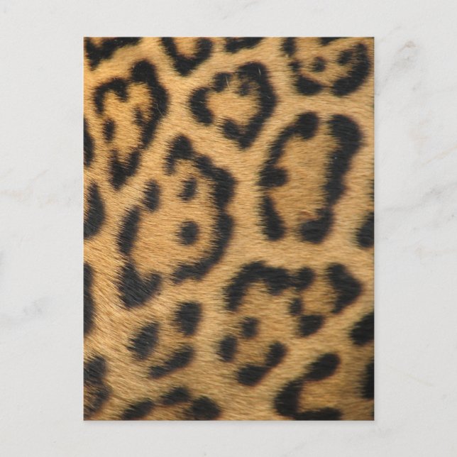 Postal Impresión de leopardo (Anverso)