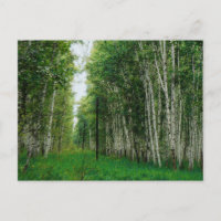 Impresión de lienzo de árbol de aves
