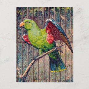 Postal Impresión de loro verde vintage