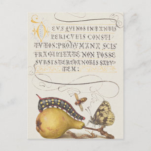 Postal Impresión de mariposa de caligrafía chic vintage
