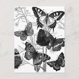 Postal Impresión de mariposas de mariposa de vintage