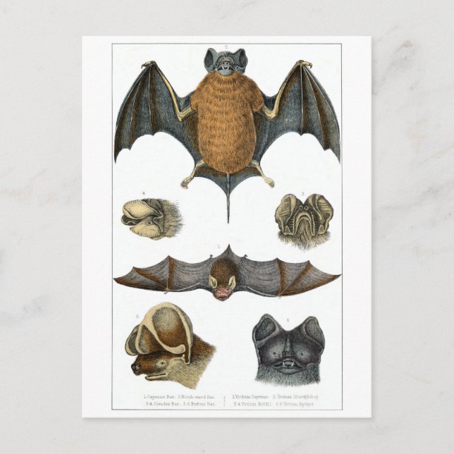 Postal Impresión de murciélagos del C. 19 (Anverso)