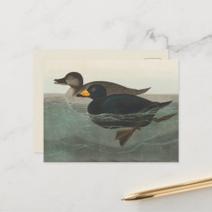 Postal Impresión de Negrón Americano de Audubon: Pato Cos