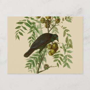 Postal Impresión de pájaro Grackle púrpura de Audubon Vin