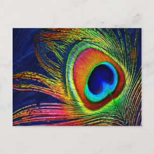 Postal Impresión de pluma de pavo real colorida