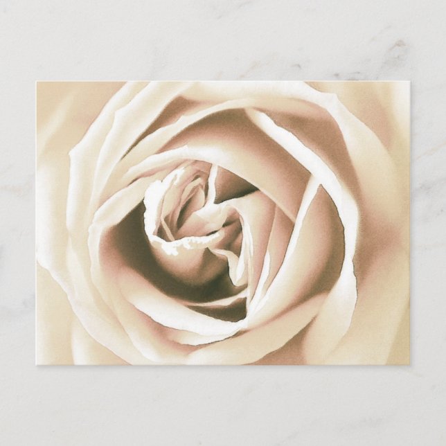 Postal Impresión de rosa blanco (Anverso)