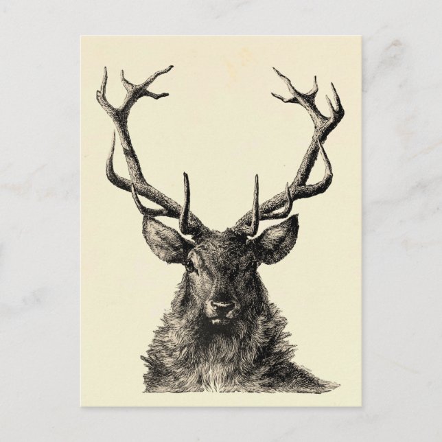 Postal Impresión de Stag, impresión de ciervos, cosecha,  (Anverso)