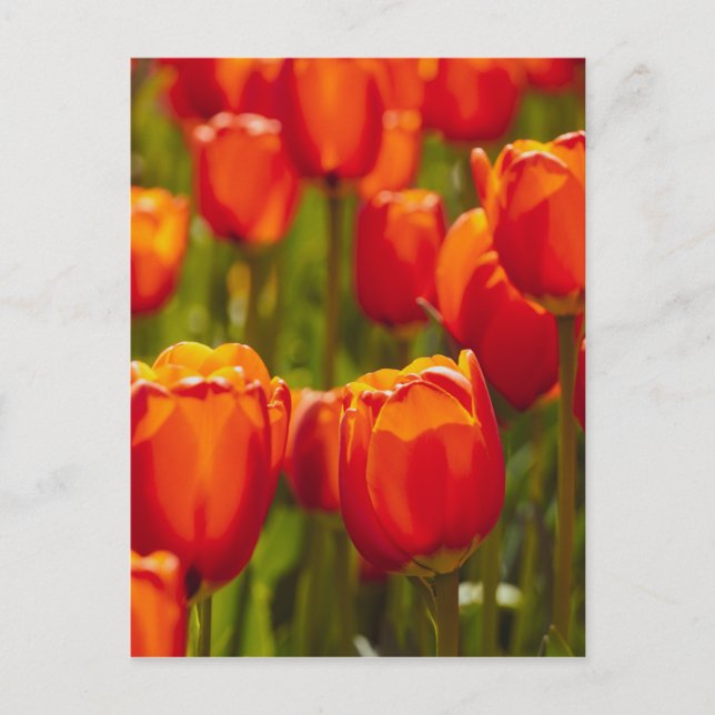 Postal Impresión fotográfica de tulipanes rojos. (Anverso)